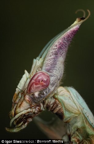 螳螂的别名恶魔图片